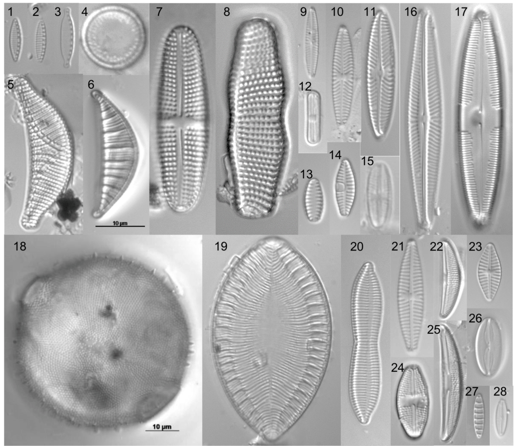 Marine Diatoms