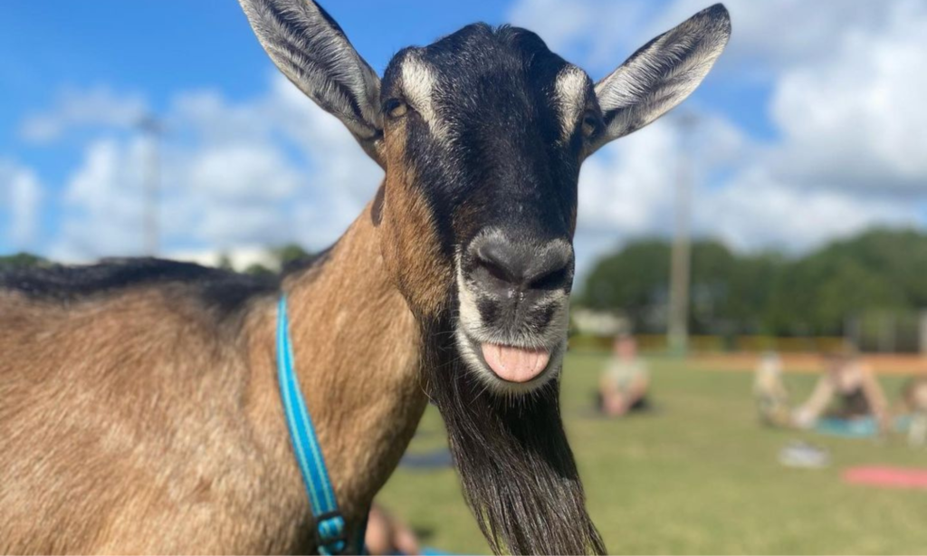 Brown Goat Close Up To The Camera At Sunday Morning Goat Yoga In Miami with Emily Morgan & Aiyana's Empire Dairy Goats