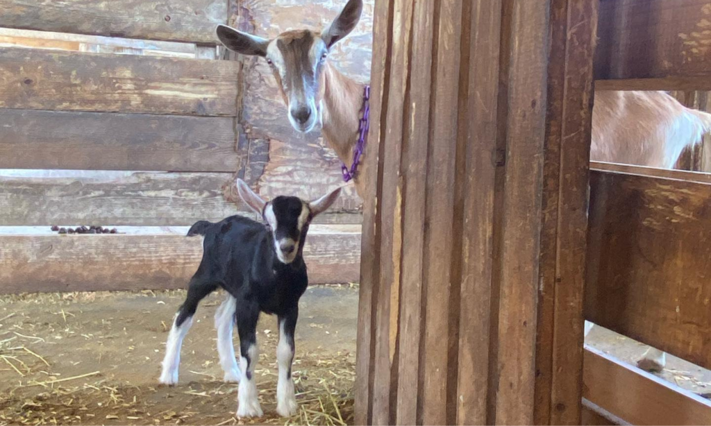 Cute Baby and Momma Goat - Aiyana's Empire Dairy Goats