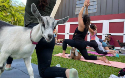 Top Thing to Do In Miami: Sunday Morning Goat Yoga