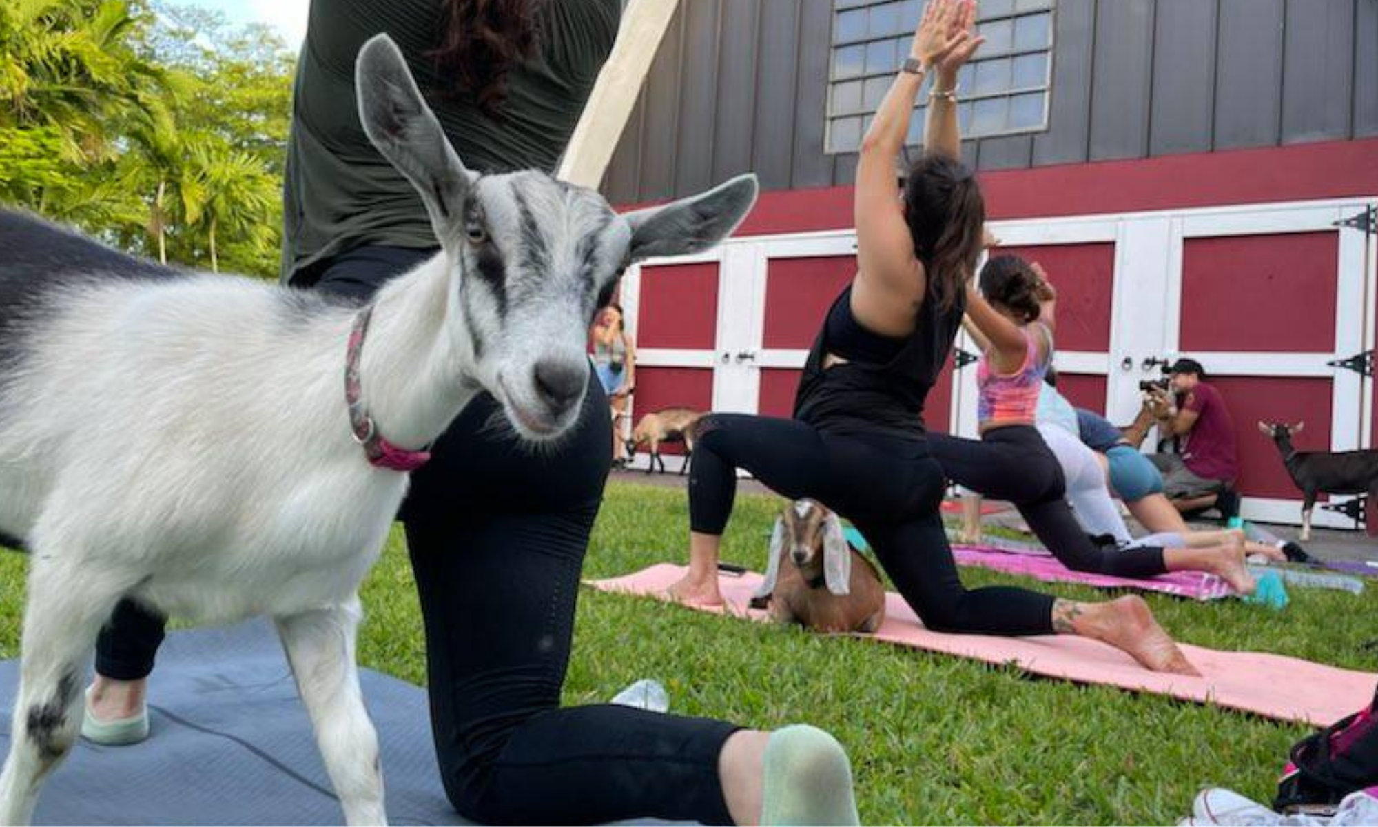 Cute white goat poking its head at the camera during a yoga sessioin. Red barn in the background and three ladies in a yoga pose. Things to Do Near Me