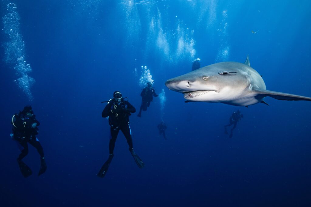 Shark-Portrait