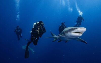 Shark Diving in the Never-Ending Blue Abyss