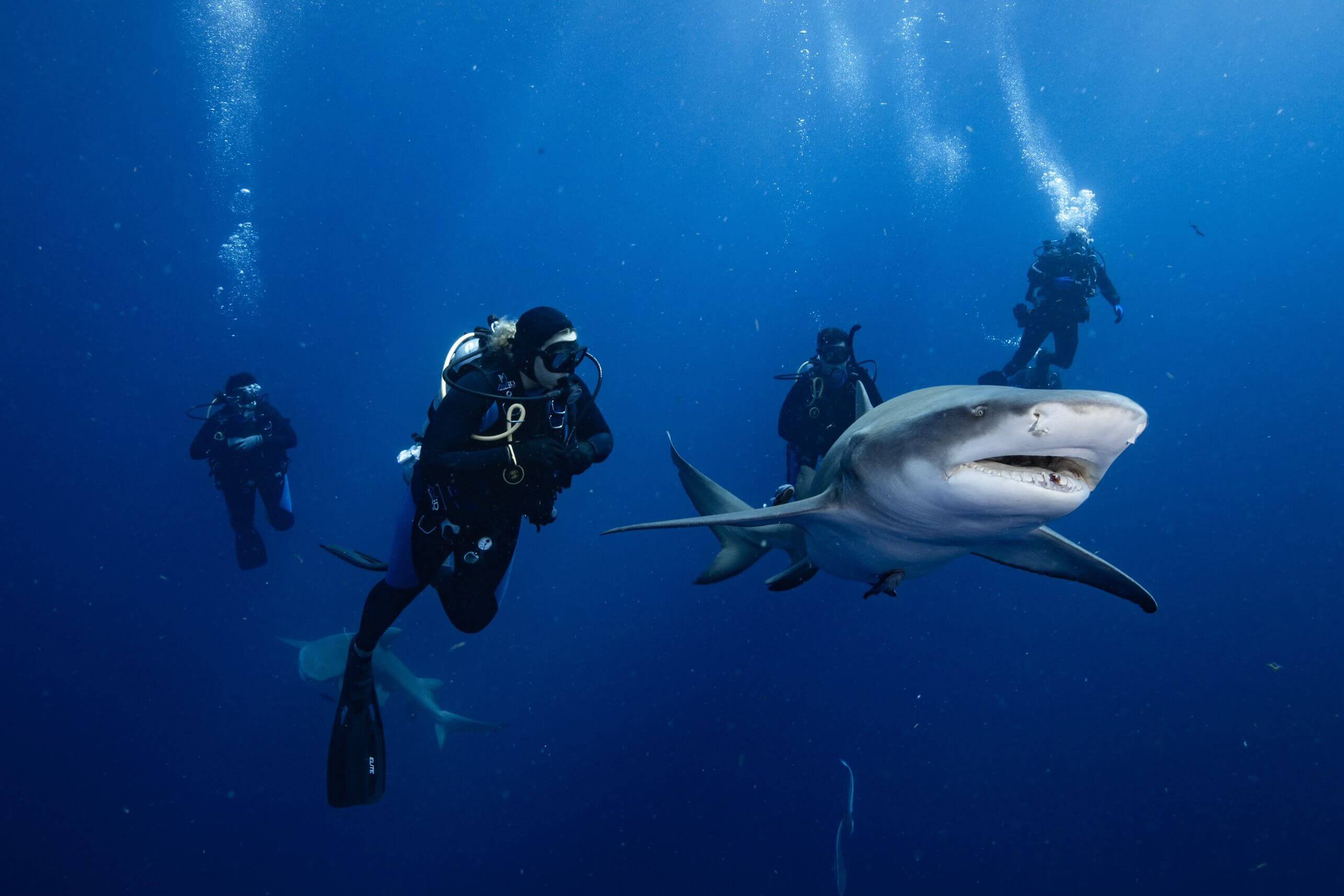 Bethany Diving With Sharks