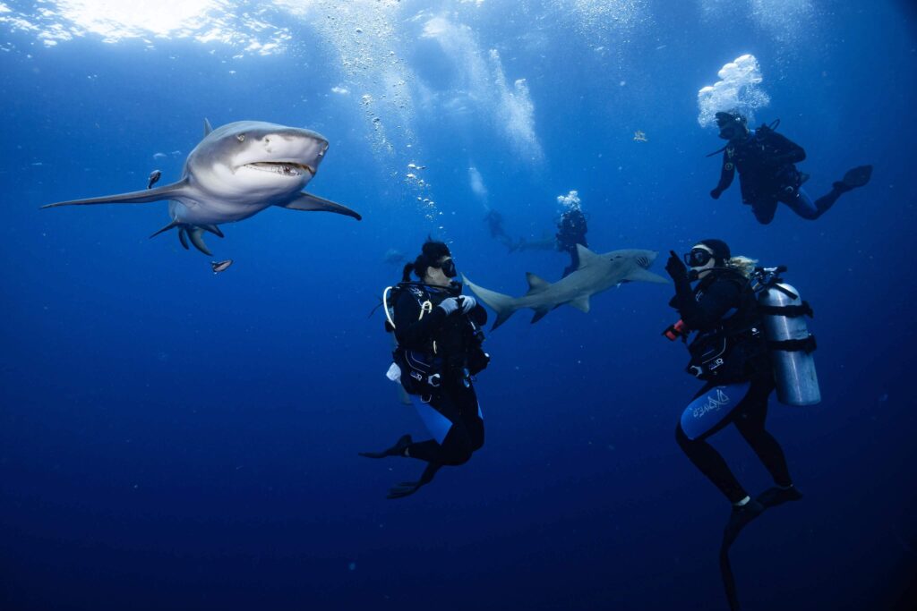 Bethany-Grateful-to-Be-Diving-With-Sharks