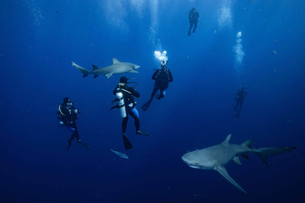 Scuba-Diving-with-Sharks-Floating-in-the-Abyss
