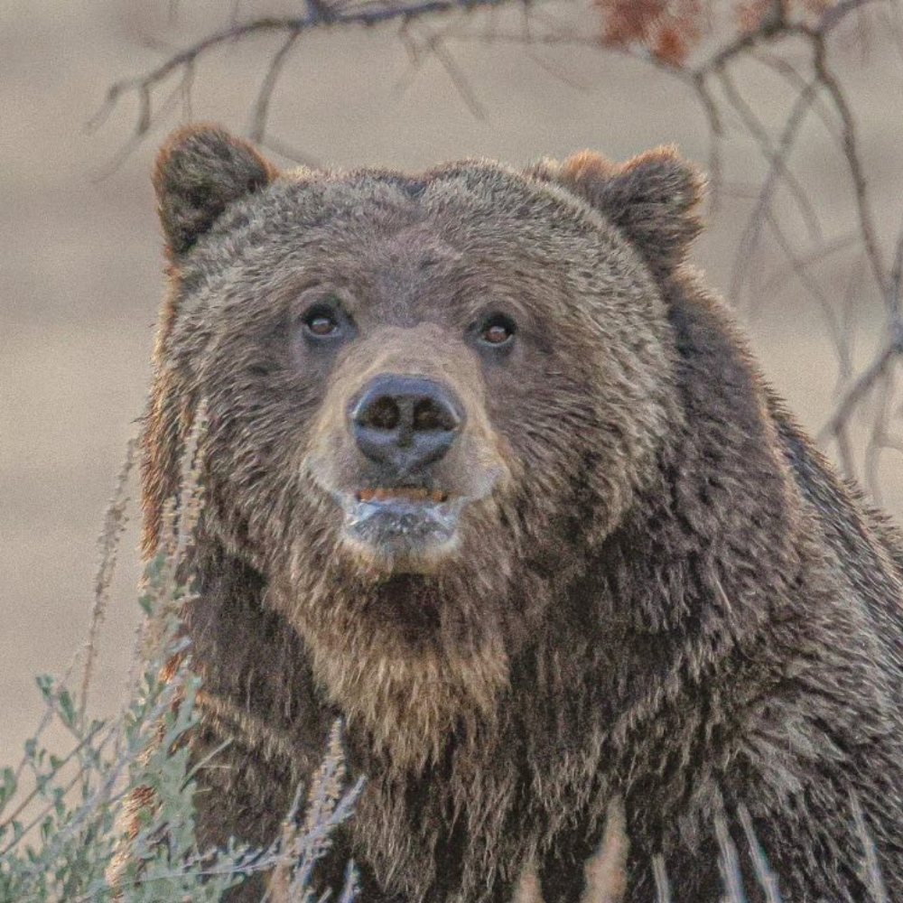 Photo of a wild brown grizzly bear in Yellowstone National Park taken by Tauni Huddleston of Casanova Guided Tours