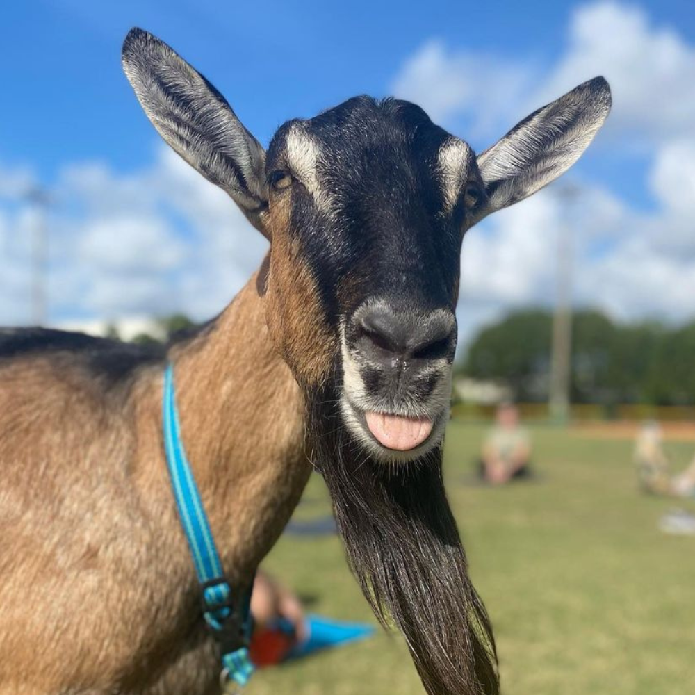Close up headshot of goat - Aiyana's Empire Dairy Goats - Goat Yoga Classes in Miami