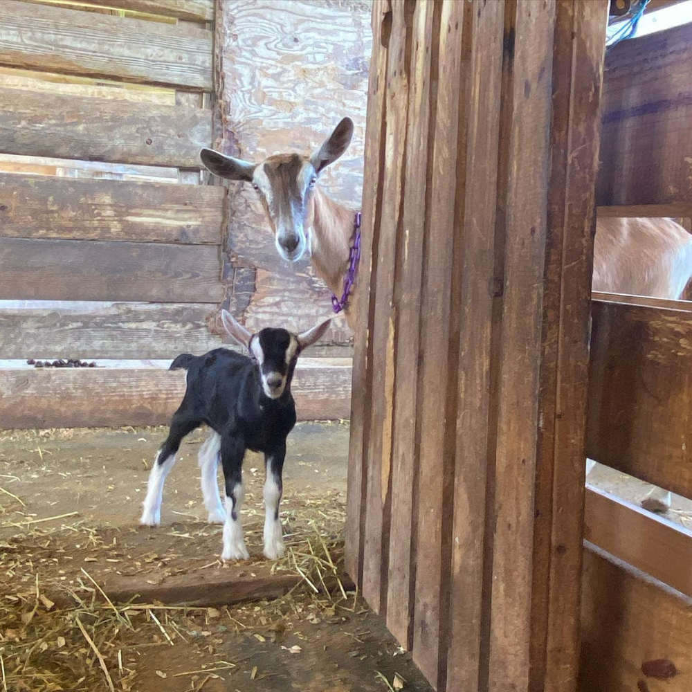 Cute Baby and Momma Goat - Aiyana's Empire Dairy Goats - Goat Yoga Classes in Miami