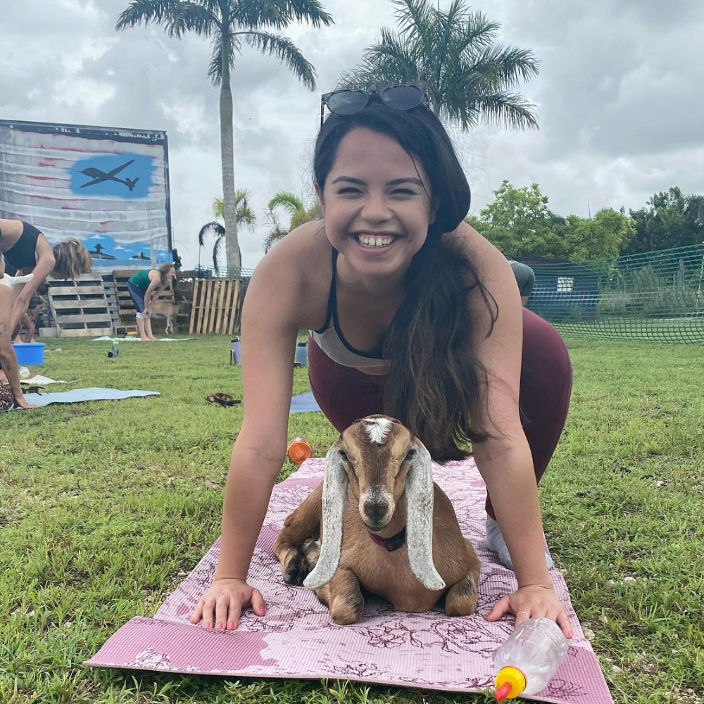 Leg Stretches With Goat Between Arms - Sunday Morning Goat Yoga, Miami
